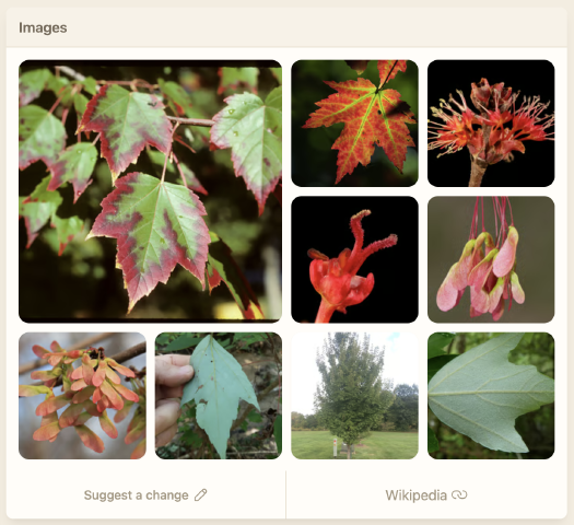 The beautiful new image gallery.