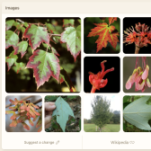 The beautiful new image gallery.