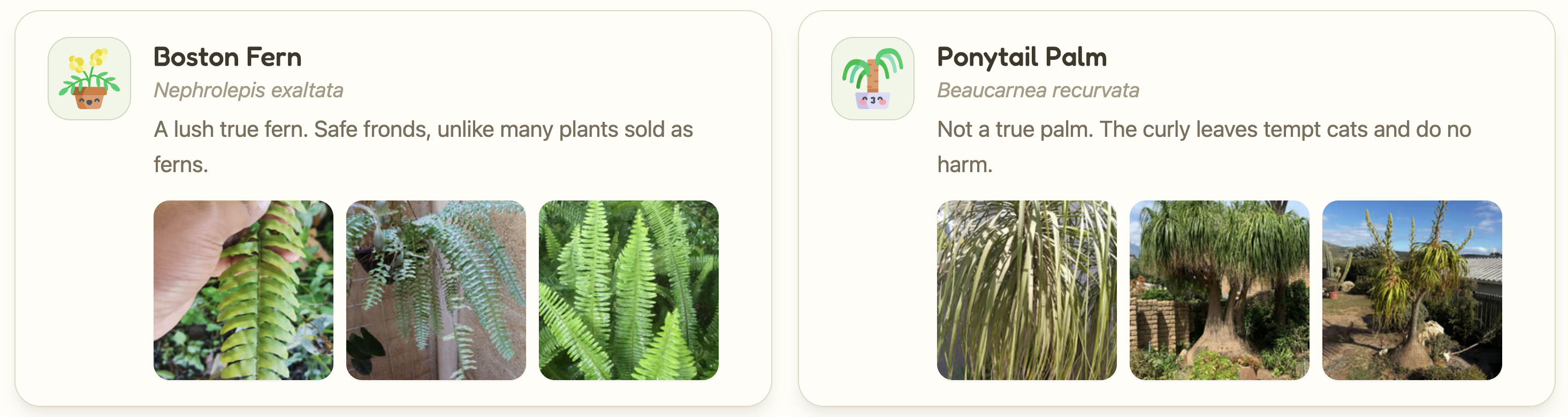 A preview of some safe plant entries.